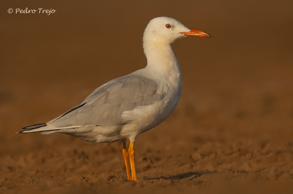 Gaviota picofina (Larus genei)